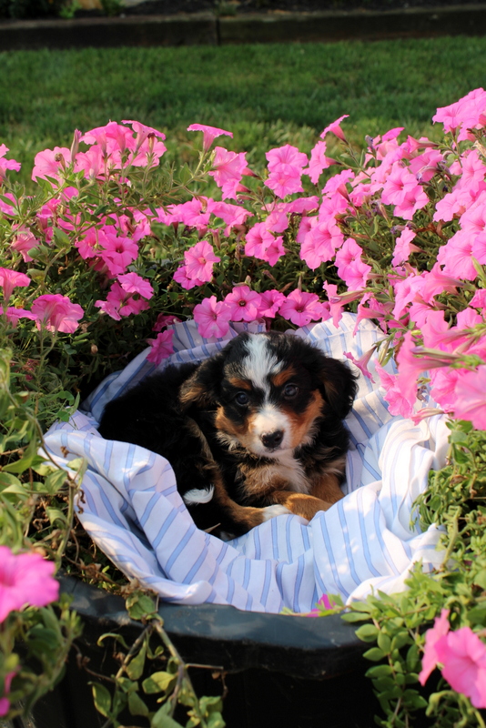 puppy, for, sale, Mini Bernedoodle F2, Matthew B. Stoltzfus, dog, breeder, Gap, PA, dog-breeder, puppy-for-sale, forsale, nearby, find, puppyfind, locator, puppylocator, aca